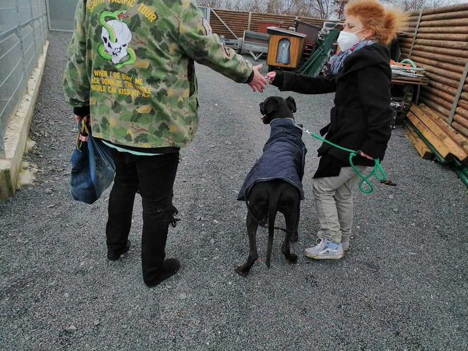 I Laru – druhou dogu jsme už odvezli domů