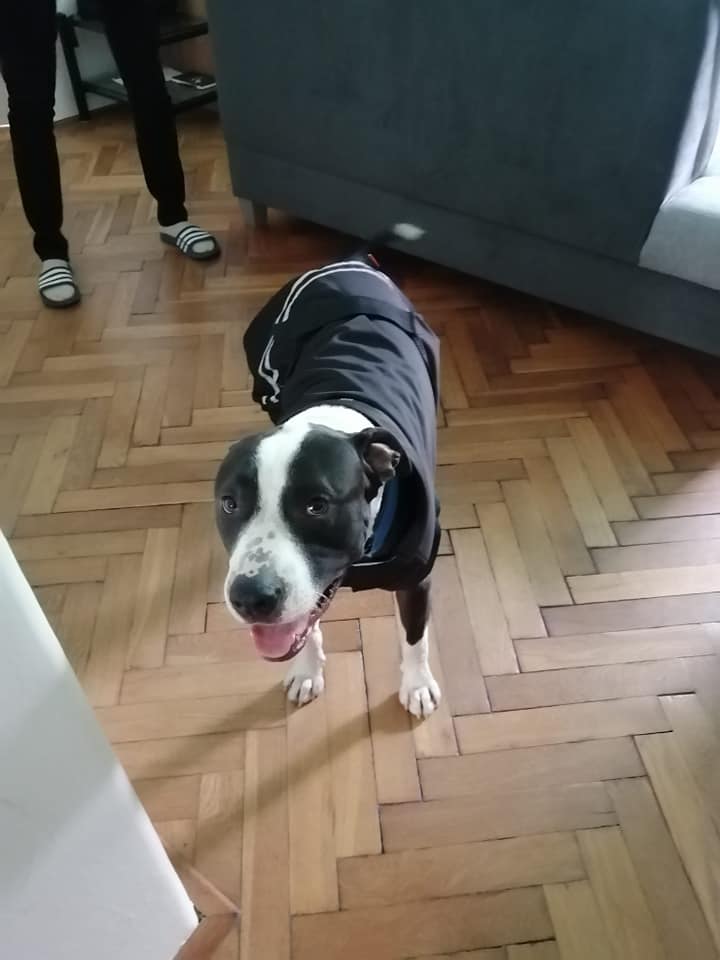 A další těžké loučení nás čekalo s adopcí Ozzyho