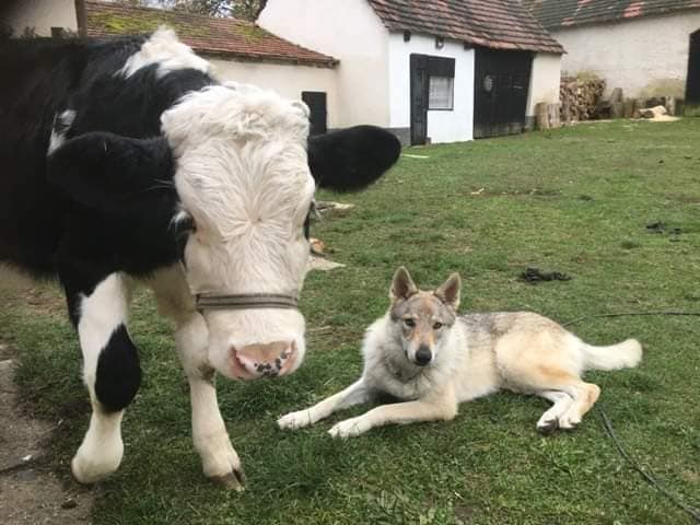 Týraná Luna už má domov