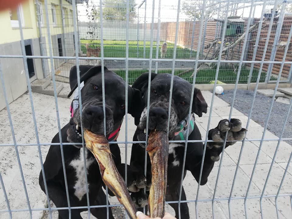 Německé dogy Lara a Lusy hledají společný domov